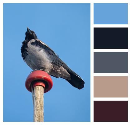 Bird Hooded Crow Crow Image